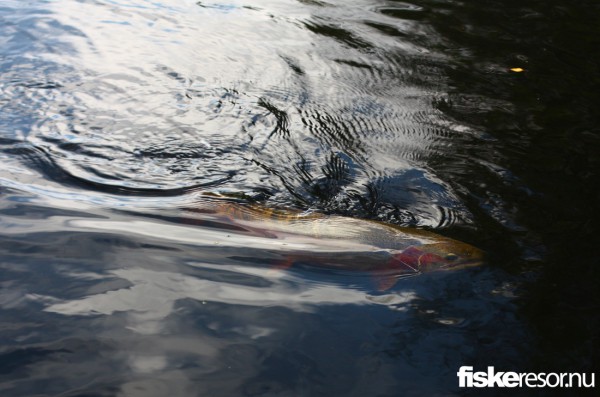 fisk