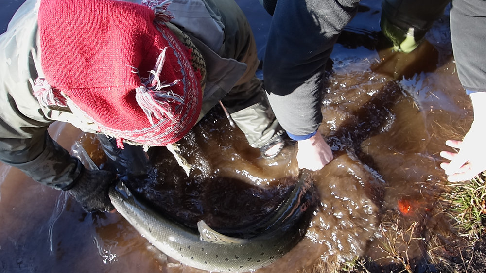 morrum-salmon-fishing-6