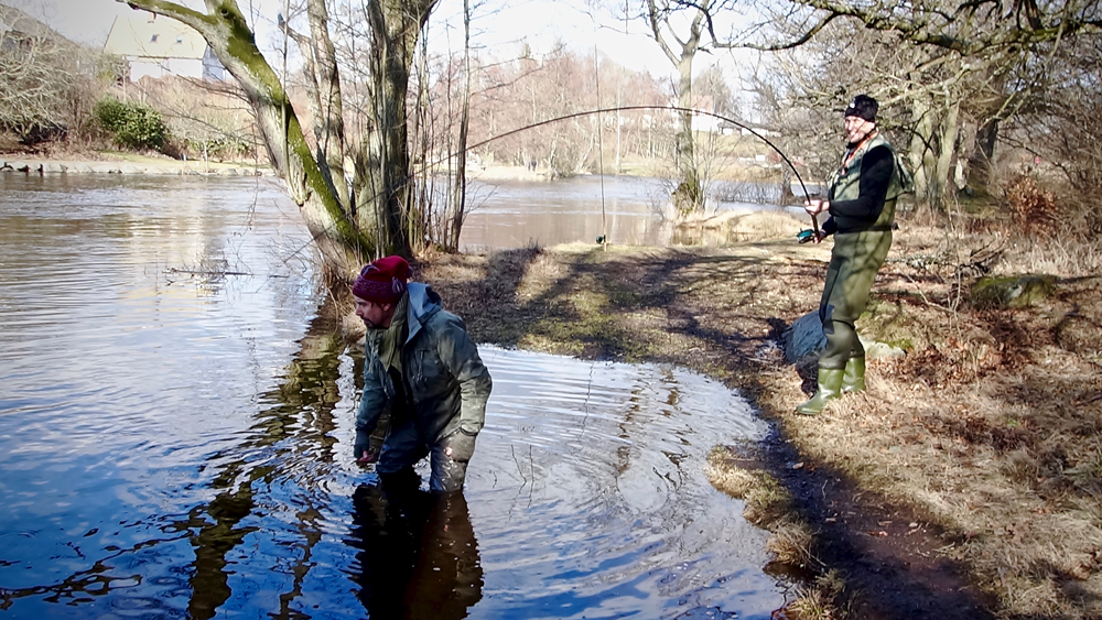 morrum-salmon-fishing-8