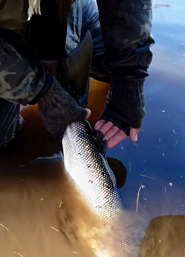 morrum-seatrout-fishing-7