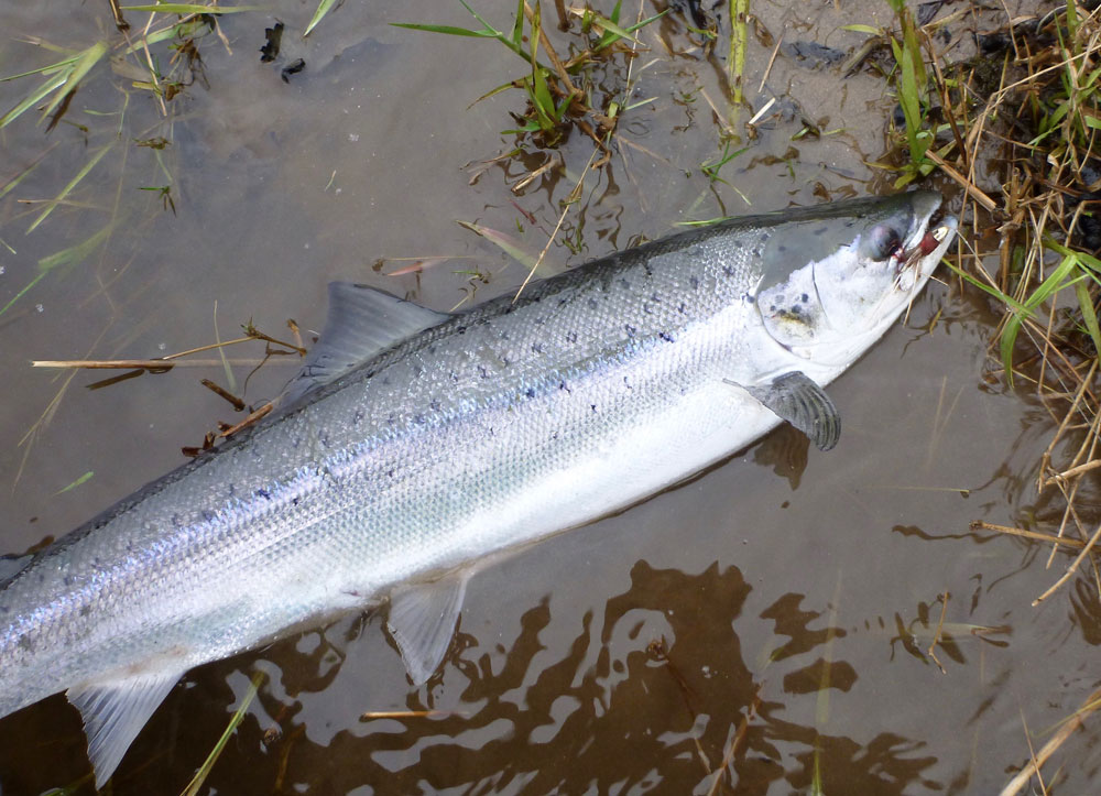 river-spey-delfur-3