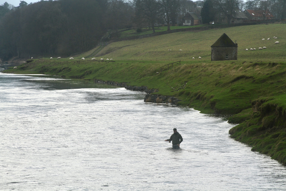 IMG_2454 River tweed salmon fishing