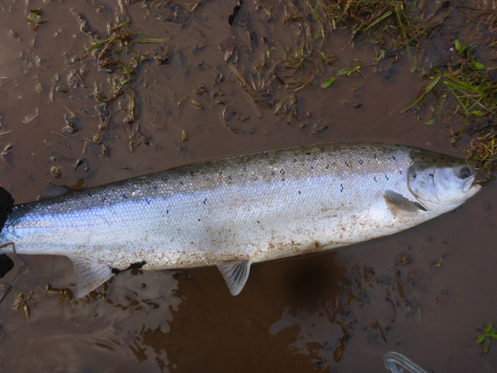 molen River tweed salmon fishing