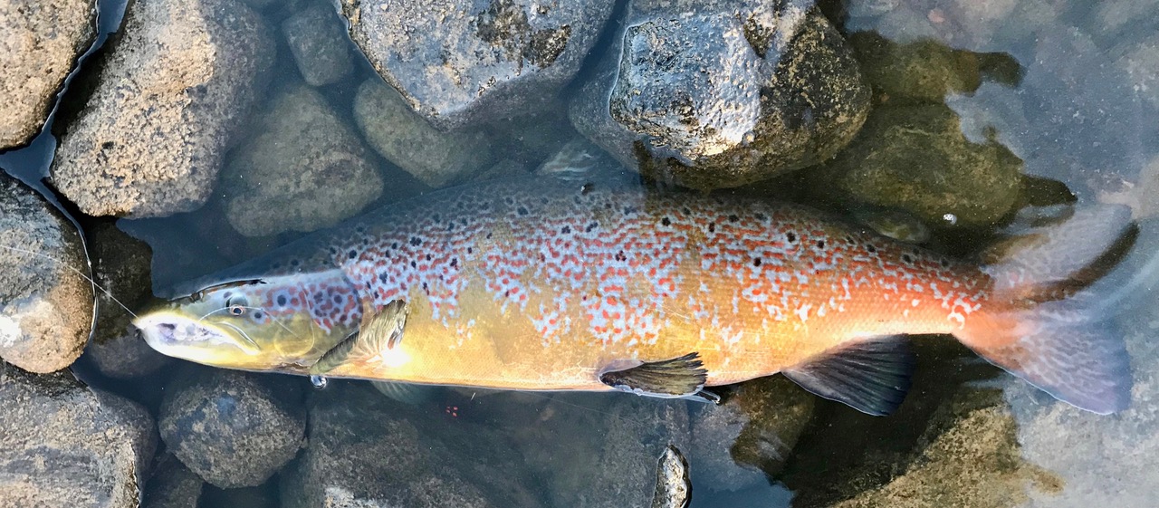 umba-atlantic-salmon-fishing-2 Umba fishing