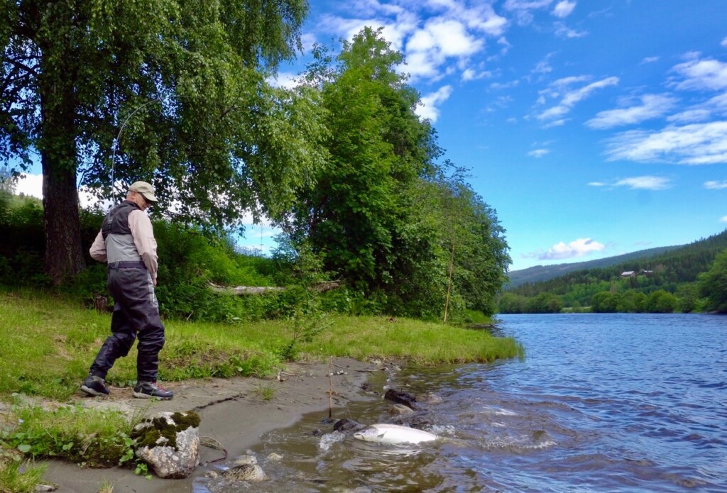 orkla-aunan-pelle Nærøy fishing